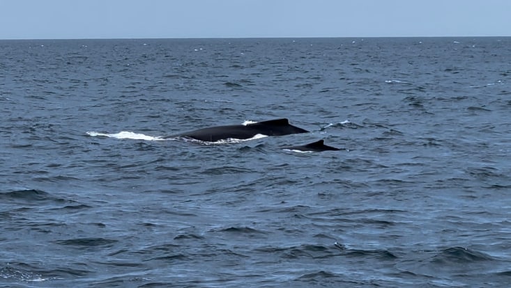Whales spottet by Eda Dönmez in Australia